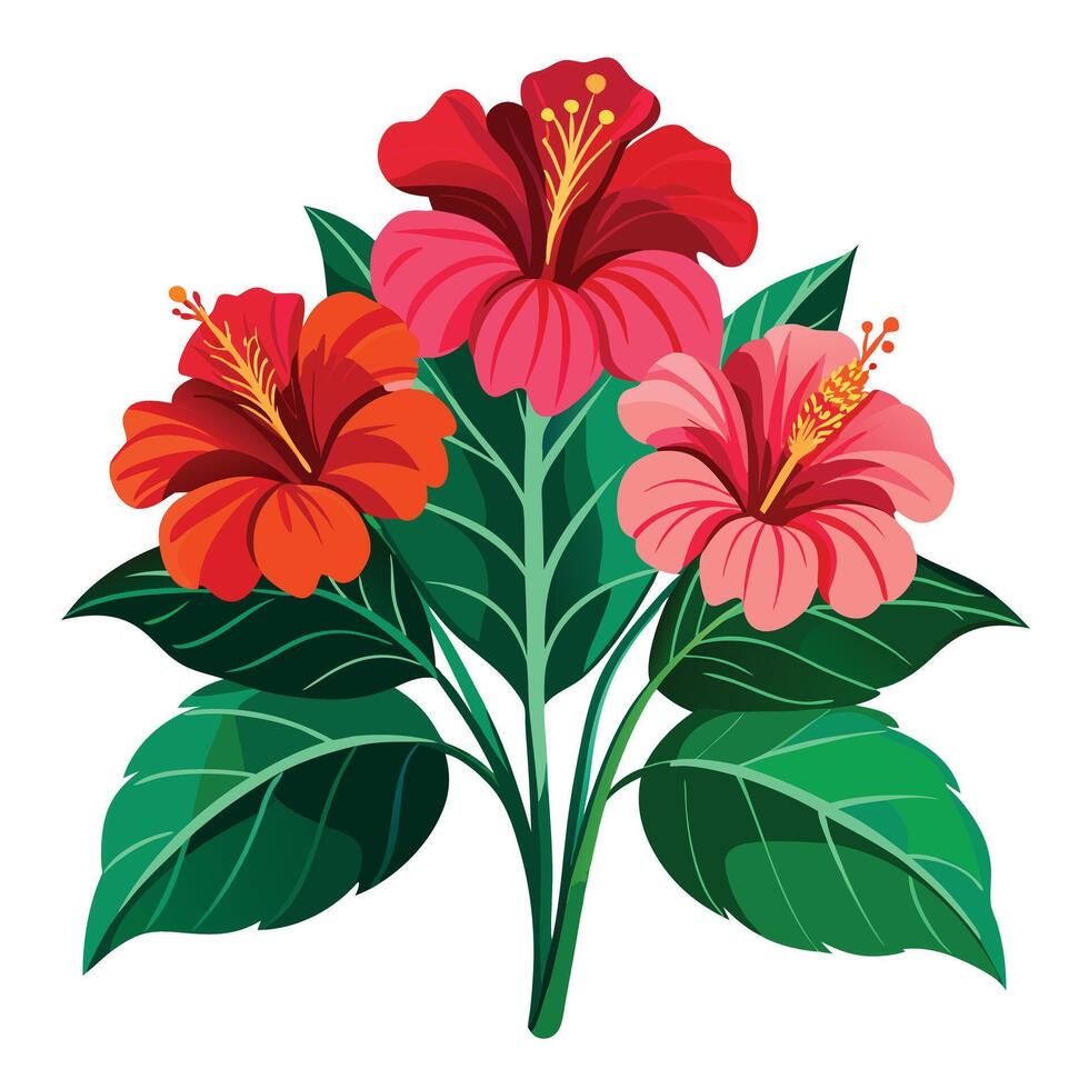 Beautiful Hibiscus Plant with Large Flowers and Leaves Isollated on a White Background vector