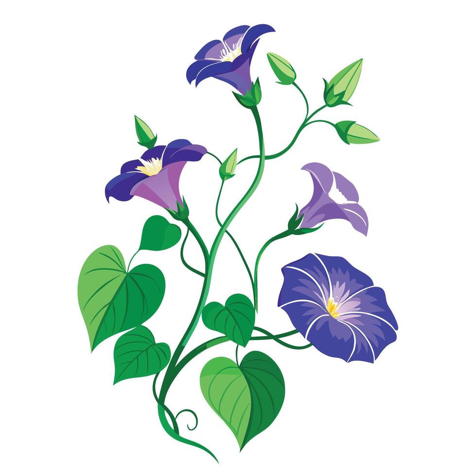 Beautiful Morning Glory Vine with Delicate Flowers and Leaves Isollated on a White Background vector