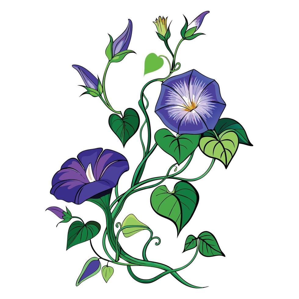 Botanical Illustration of a Morning Glory Vine in Various Stages vector