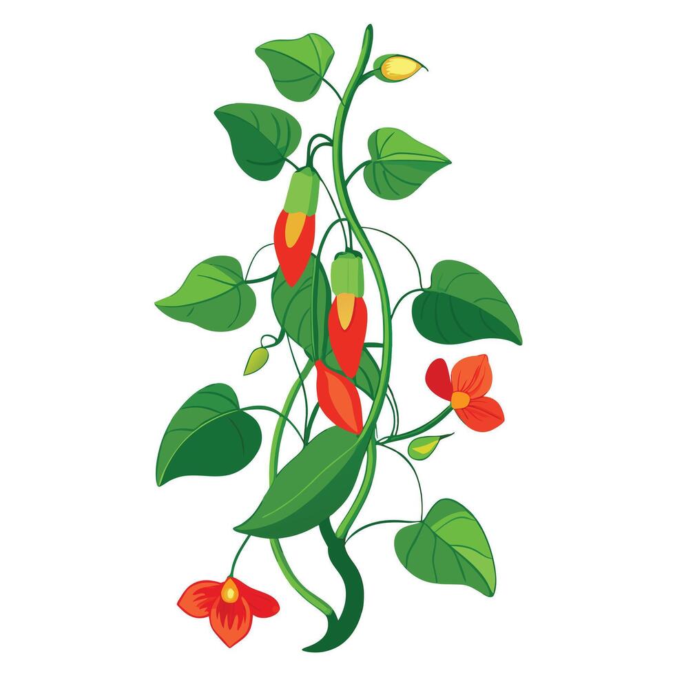 Botanical Illustration of a Scarlet Runner Bean Plant in Various Stages vector