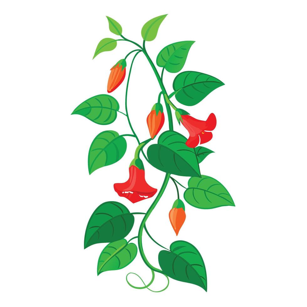 Intricate Details of a Scarlet Runner Bean Plant in a Natural Setting vector
