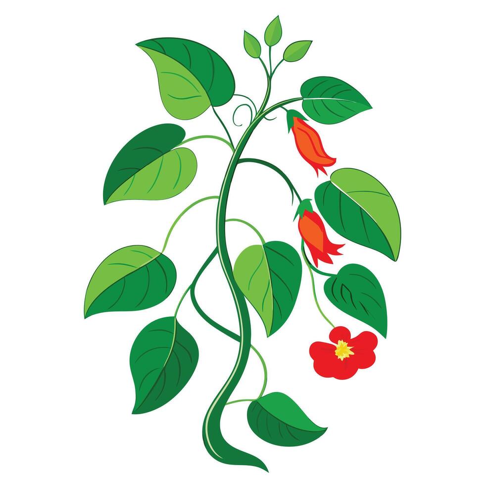 Detailed Illustration of a Scarlet Runner Bean Plant with Red Flowers and Leaves vector