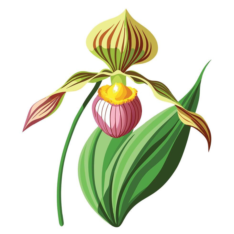 Slipper Orchid with Unique Shape and Colorful Petals vector