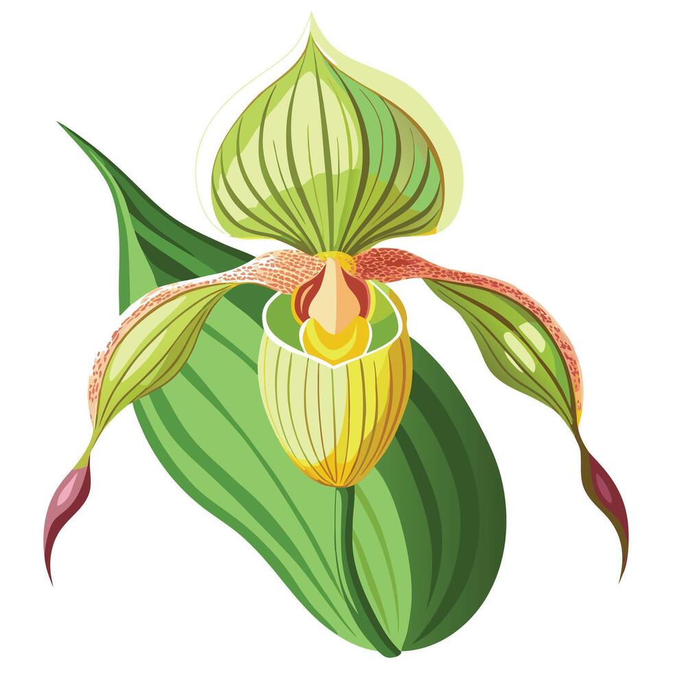 Detailed Illustration of a Slipper Orchid with Long Stems vector