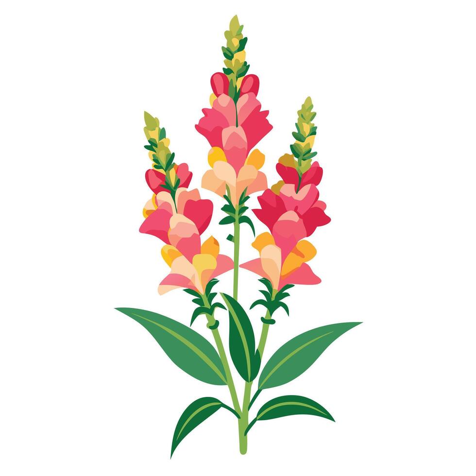 Snapdragon Plant with Red Flowers and Long Stems vector