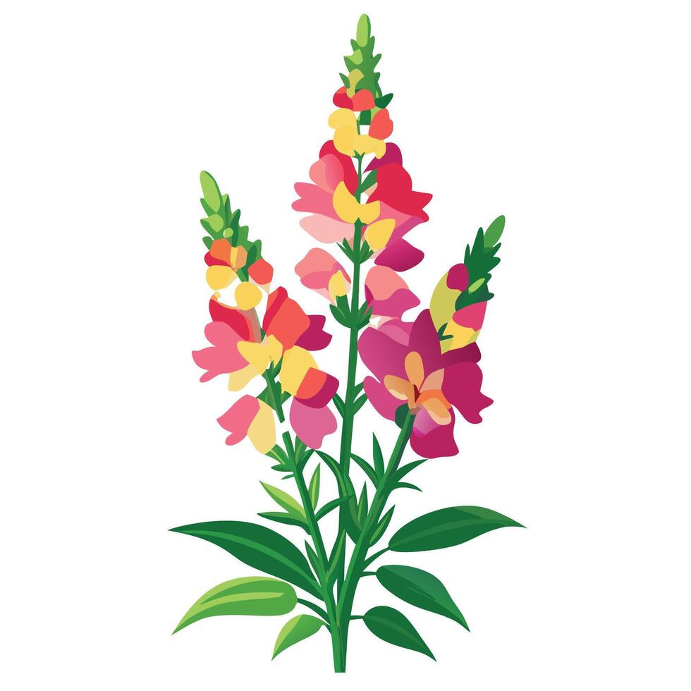Colorful Snapdragon Plant with Tall Stems and Leaves vector