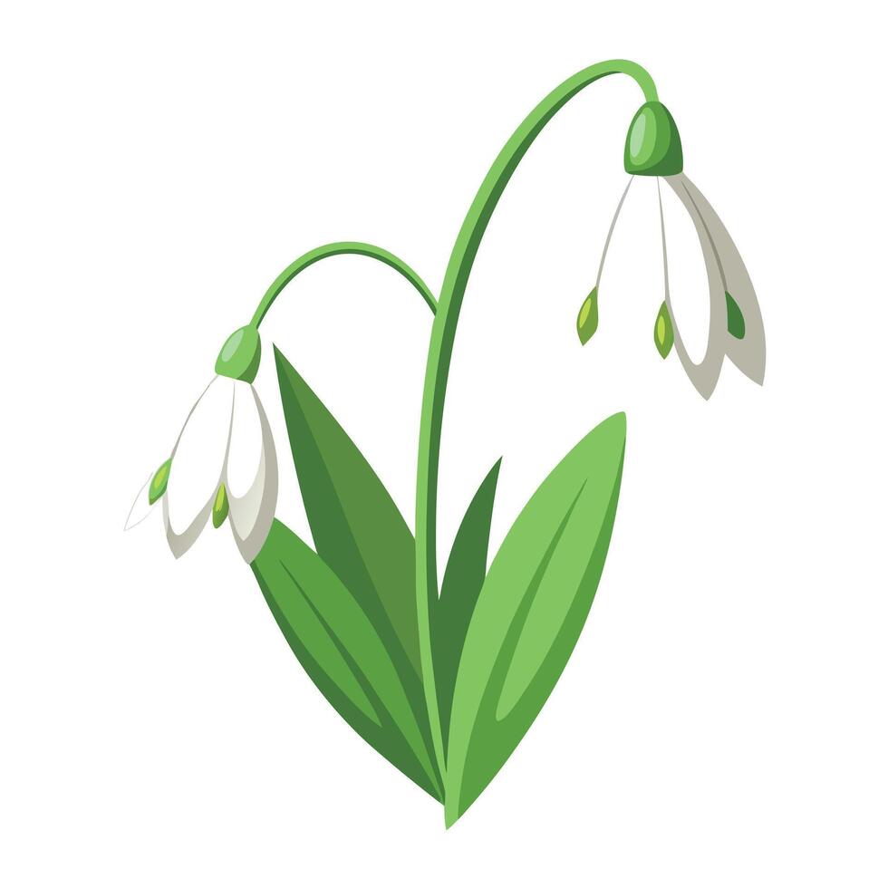 Delicate Snowdrop Flower with Pink Petals vector