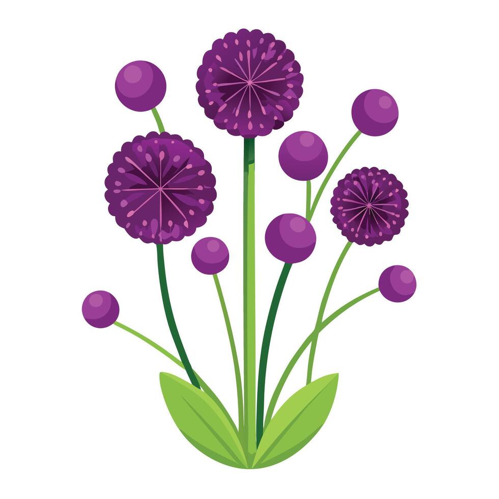 Beautiful Allium Plant with Spherical Flowers and Leaves vector