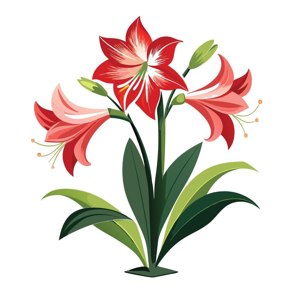 Detailed Illustration of an Amaryllis Plant with Large Flowers and Leaves vector