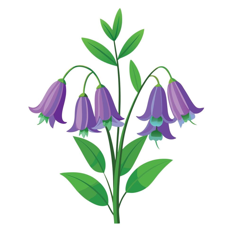 Detailed Illustration of a Bluebell Flower with White Petals Isollated on a White Background vector