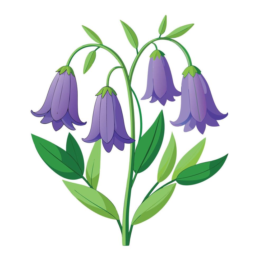 Bluebell Flower with Purple Petals and Green Leaves vector
