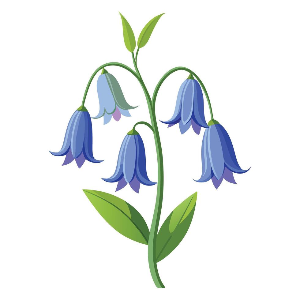 Detailed Illustration of a Bluebell Flower with White Petals vector