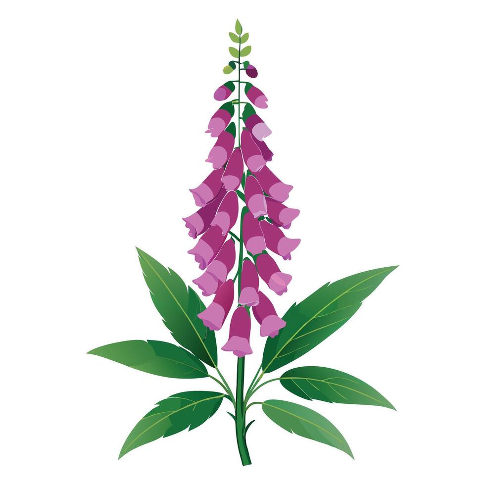 Detailed Illustration of a Foxglove Plant with White Flowers vector