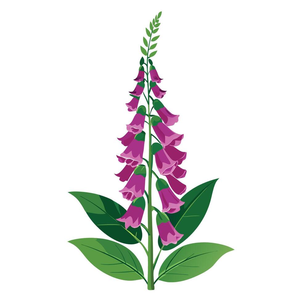 Foxglove Plant with Pink Flowers and Green Leaves vector