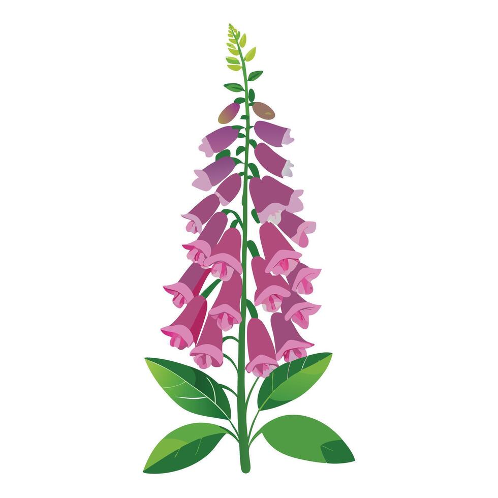 Beautiful Foxglove Plant with Purple Flowers and Green Leaves vector