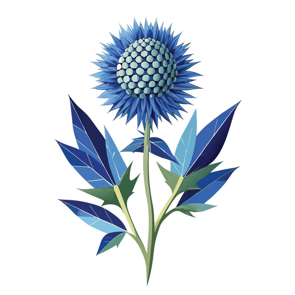 Globe Thistle Plant with Pink Flowers and Green Leaves vector