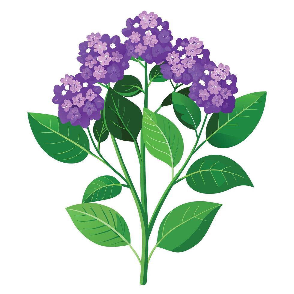 Heliotrope Plant with Yellow Flowers and Long Stems vector