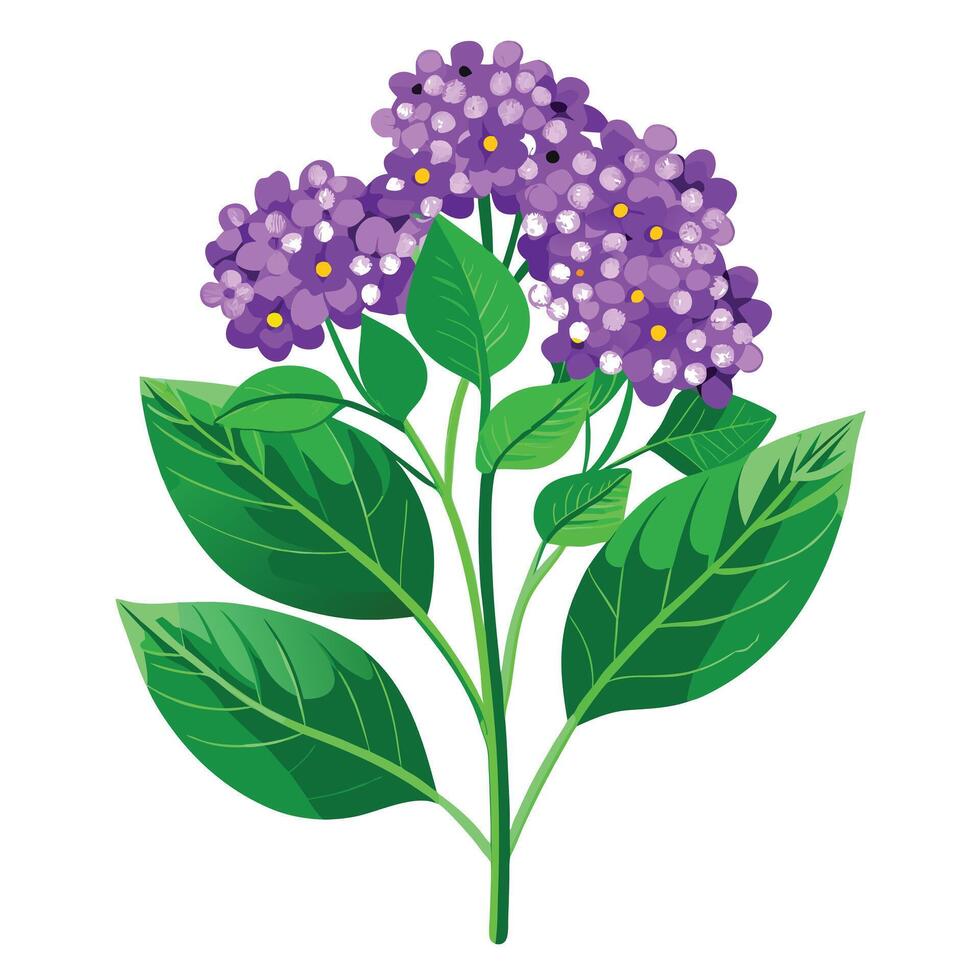 Detailed Illustration of a Heliotrope Plant with White Flowers vector