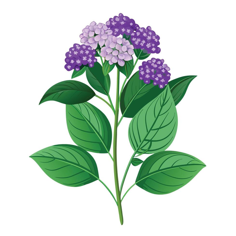 Heliotrope Plant with Pink Flowers and Green Leaves vector