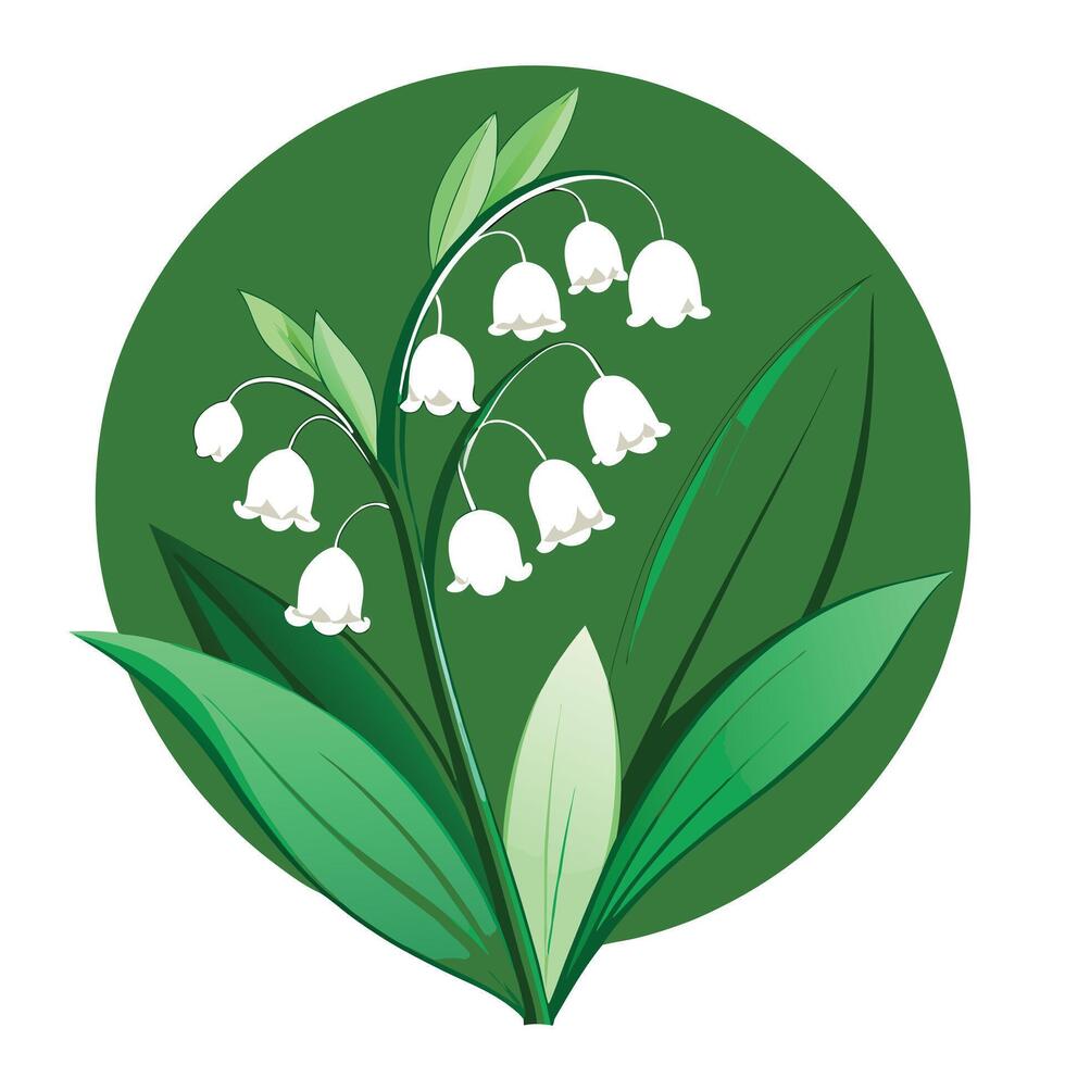 Botanical Illustration of a Lily of the Valley Plant in Full Bloom vector