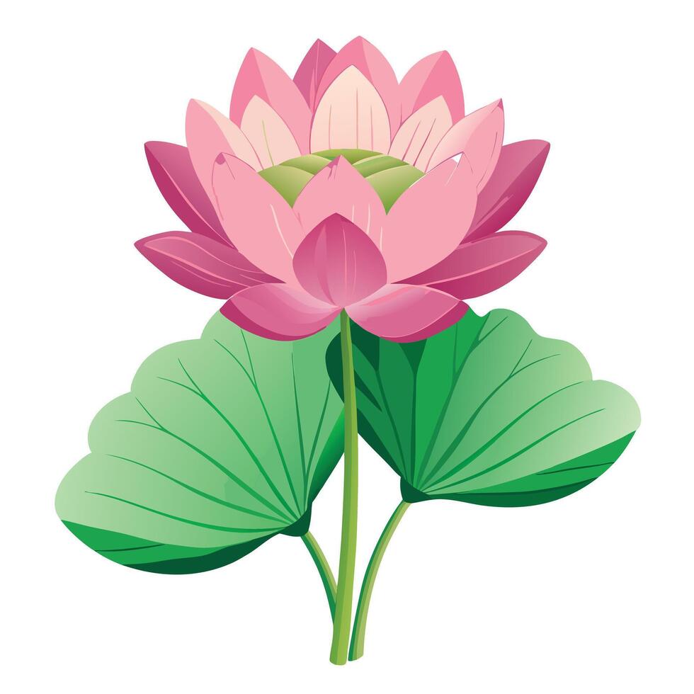 Vibrant Lotus Flower Plant with Brightly Colored Flowers and Leaves vector