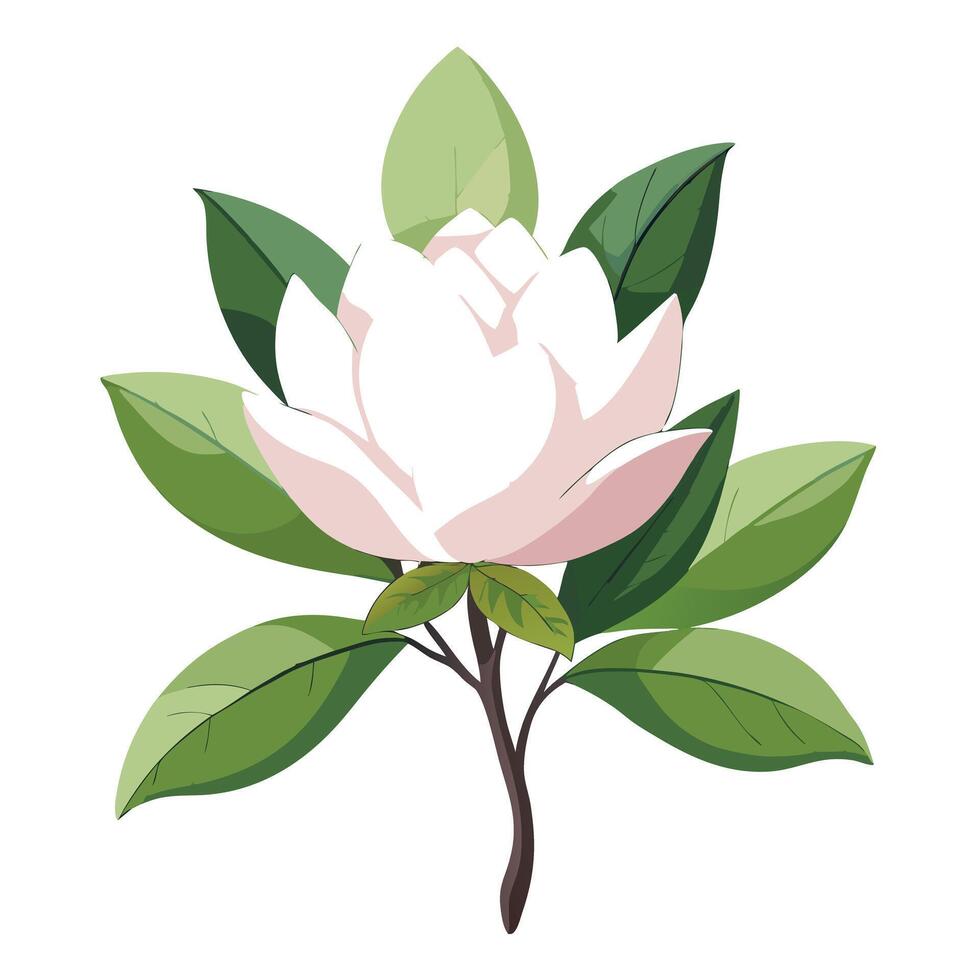 Botanical Illustration of a Magnolia Flower Plant in Full Bloom vector
