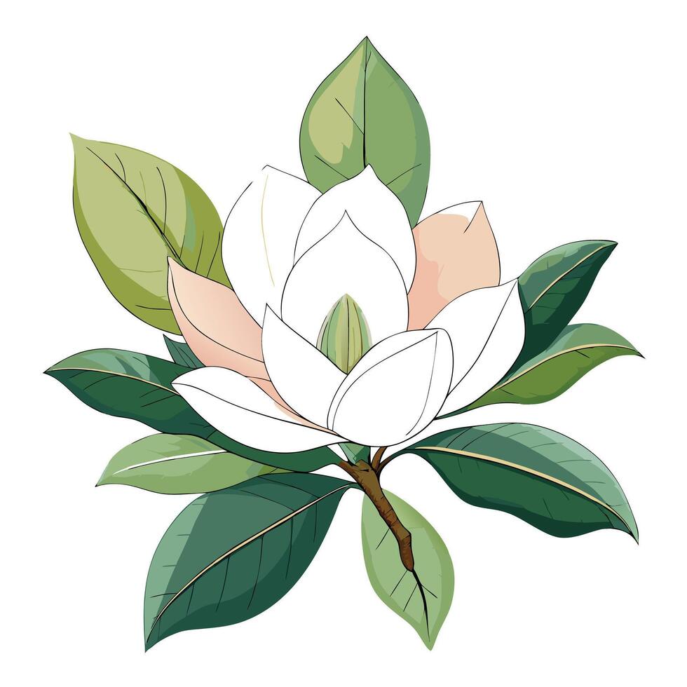 Beautiful Magnolia Flower Plant with Large Flowers and Leaves vector