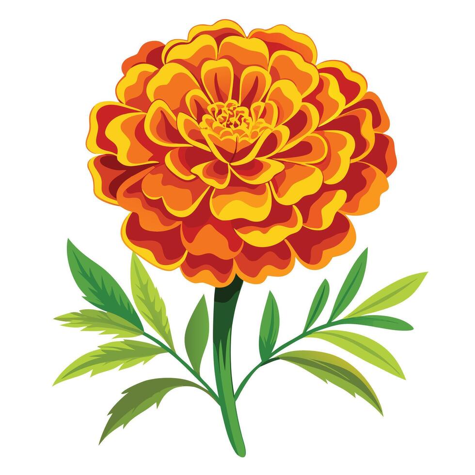 Beautiful Marigold Flower with Brightly Colored Petals and Leaves vector