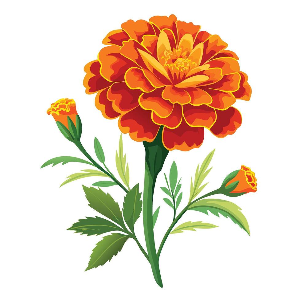 Beautiful Marigold Plant with Brightly Colored Flowers and Leaves Isollated on a White Background vector