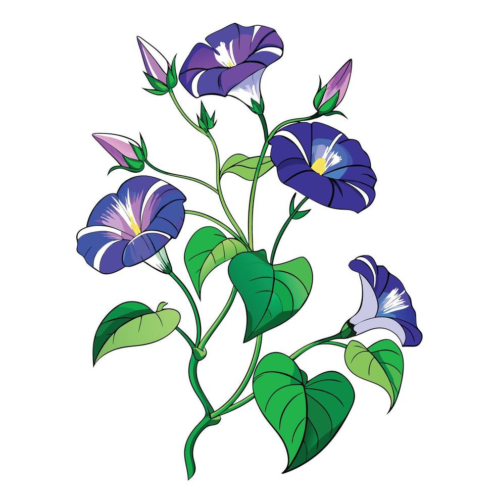 Vibrant Morning Glory Vine with Brightly Colored Flowers and Leaves in a Natural Setting with a Fence vector