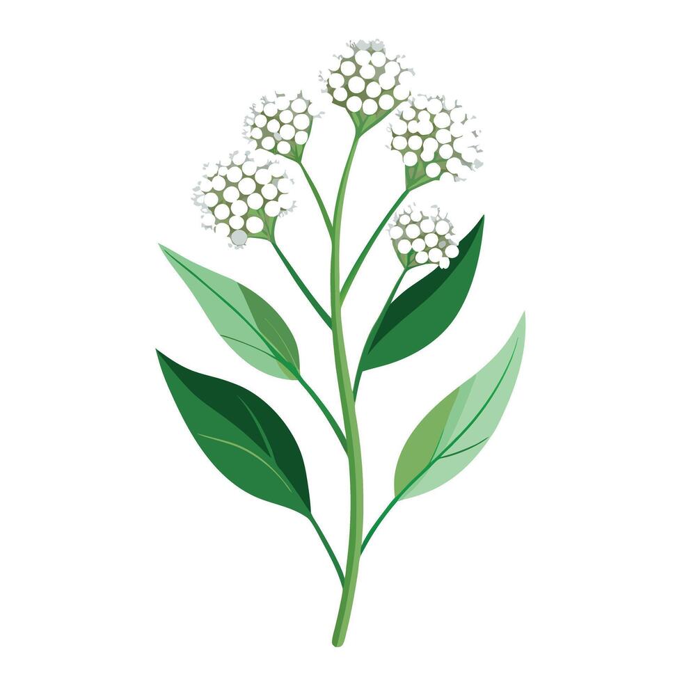 Vibrant Pearly Everlasting with Brightly Colored Flowers and Leaves in a Natural Setting vector