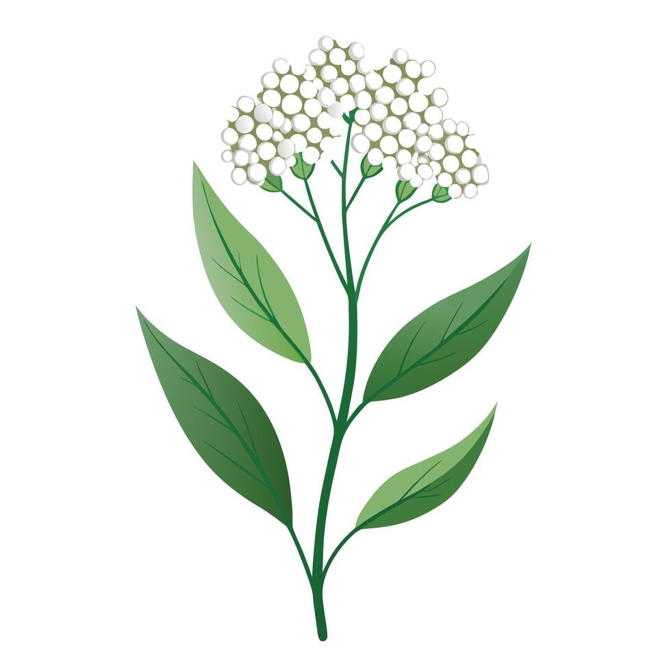 Botanical Illustration of a Pearly Everlasting in Full Bloom with Green Leaves and Stems vector