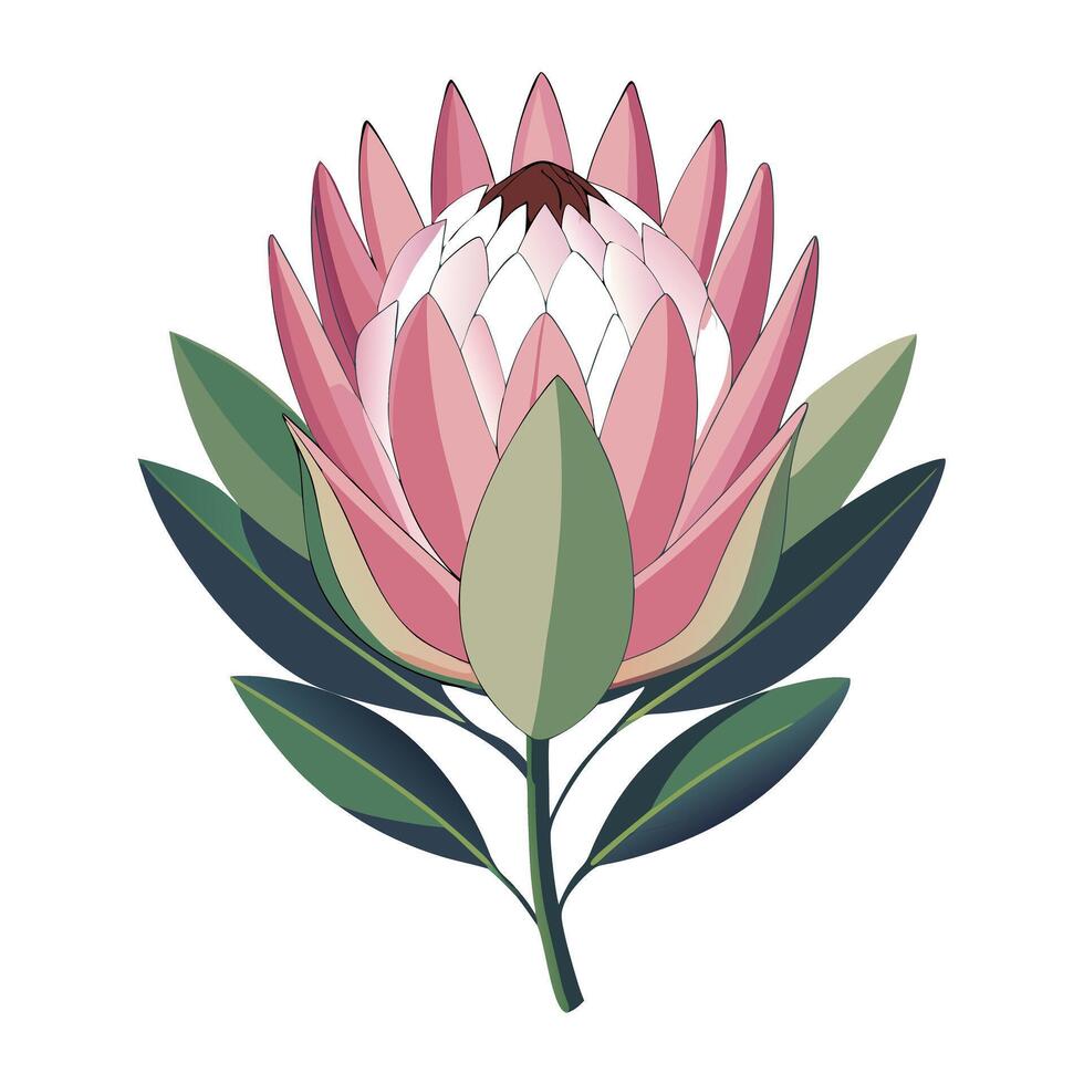 Protea Flower with Pink Petals and Long Stems in a Garden Setting vector