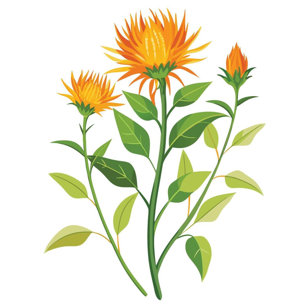 Safflower Plant with Purple Flowers and Green Leaves in a Garden Setting vector