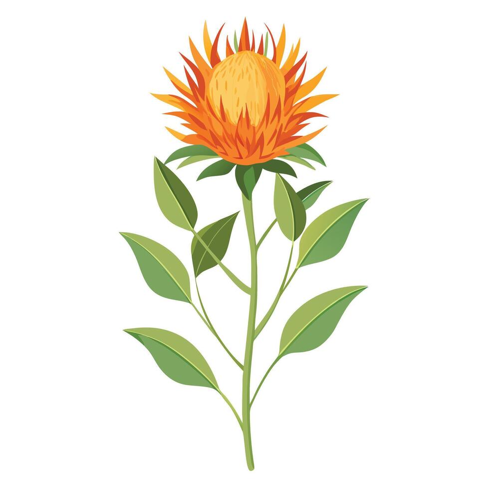 Detailed Illustration of a Safflower Plant with White Flowers and Long Stems vector