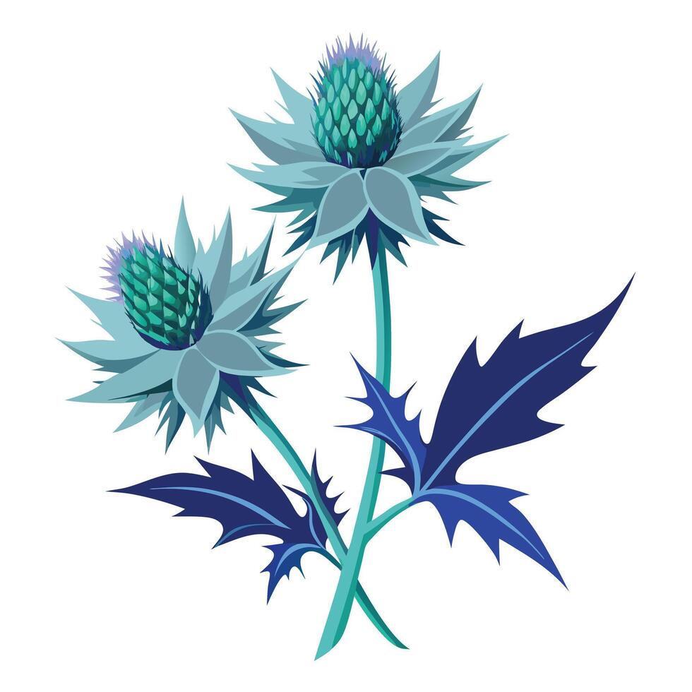 Sea Holly Plant with Pink Flowers and Green Leaves in a Garden Setting Isollated on a White Background vector