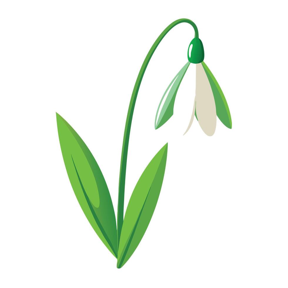 Snowdrop Flower with Purple Petals and Green Leaves in a Garden Setting vector