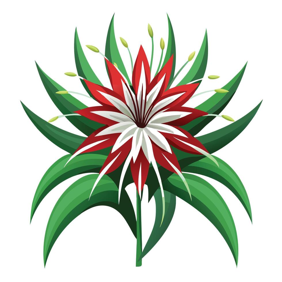 Detailed Illustration of a Spider Lily Flower with Yellow Center and Long Stems vector
