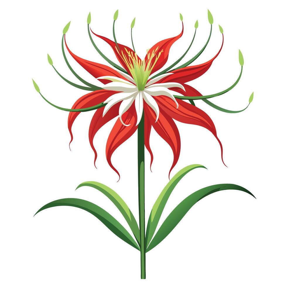 Beautiful Spider Lily with White Petals and Green Leaves in a Garden Setting vector