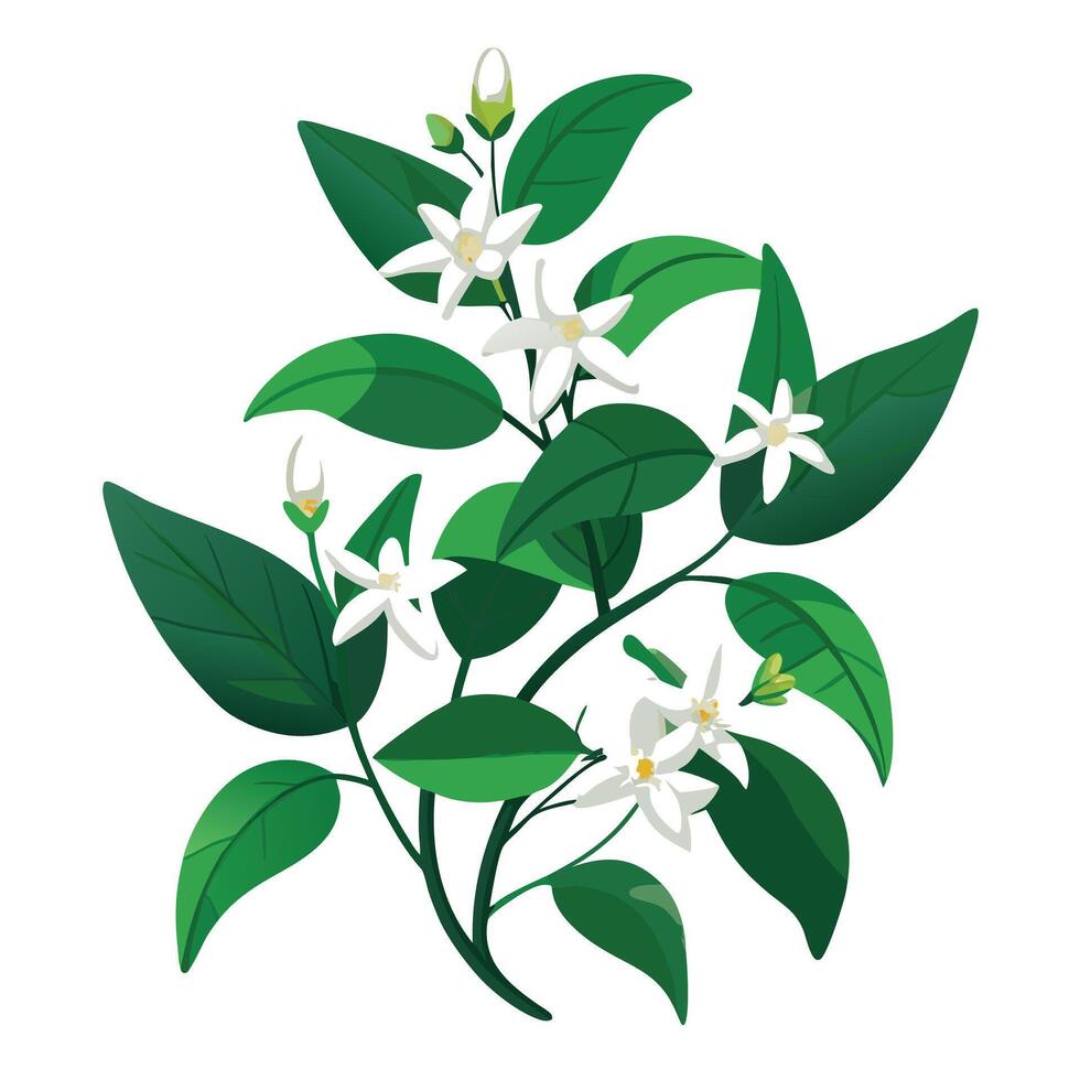 Star Jasmine Plant with Pink Flowers and Green Leaves in a Garden Setting vector