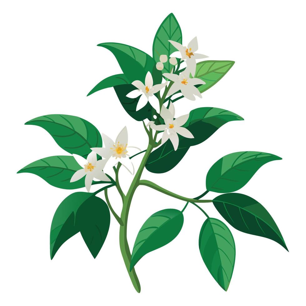 Star Jasmine Plant with Purple Flowers and Green Leaves in a Garden Setting vector