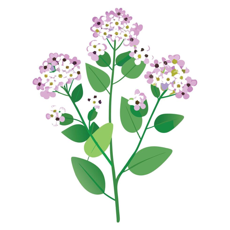 Detailed Illustration of a Sweet Alyssum Plant with Yellow Center and Long Stems vector