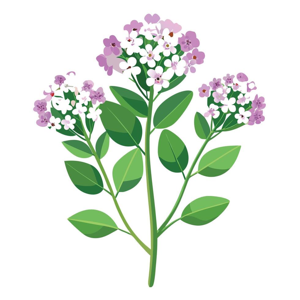 Beautiful Sweet Alyssum Plant with White Flowers and Green Leaves vector