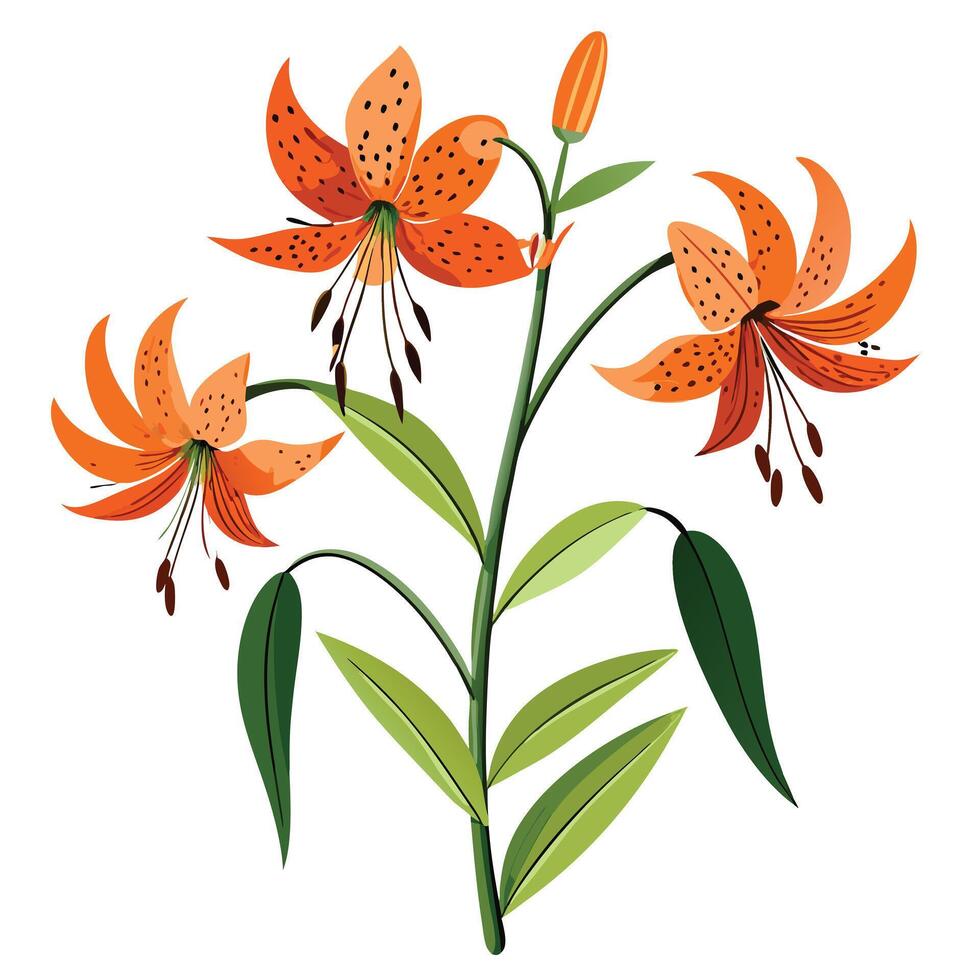 Tiger Lily Plant with Pink Flowers and Green Leaves in a Garden Setting Isollated on a White Background vector