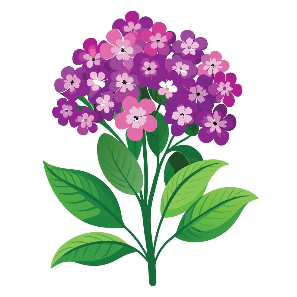Detailed Illustration of a Verbena Plant with White Petals and Long Stems vector