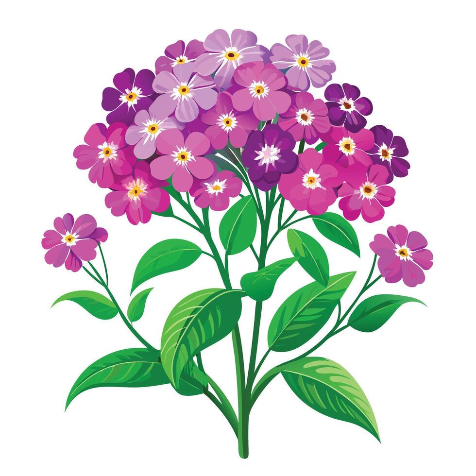 Verbena Plant with Pink Flowers and Green Leaves in a Garden Setting vector