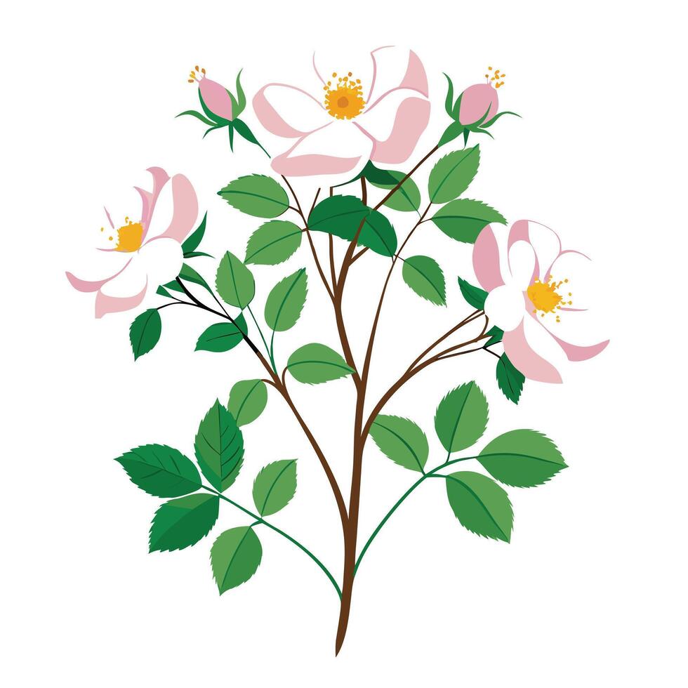 Detailed Illustration of a Wild Rose Plant with White Petals and Long Stems vector