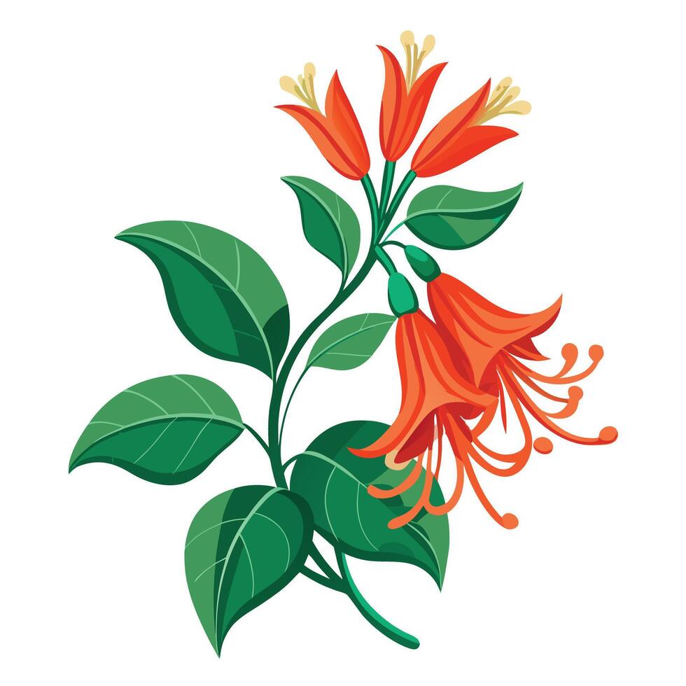 Botanical Rendering of a Coral Honeysuckle Flower in Full Bloom with Green Leaves and Stems vector