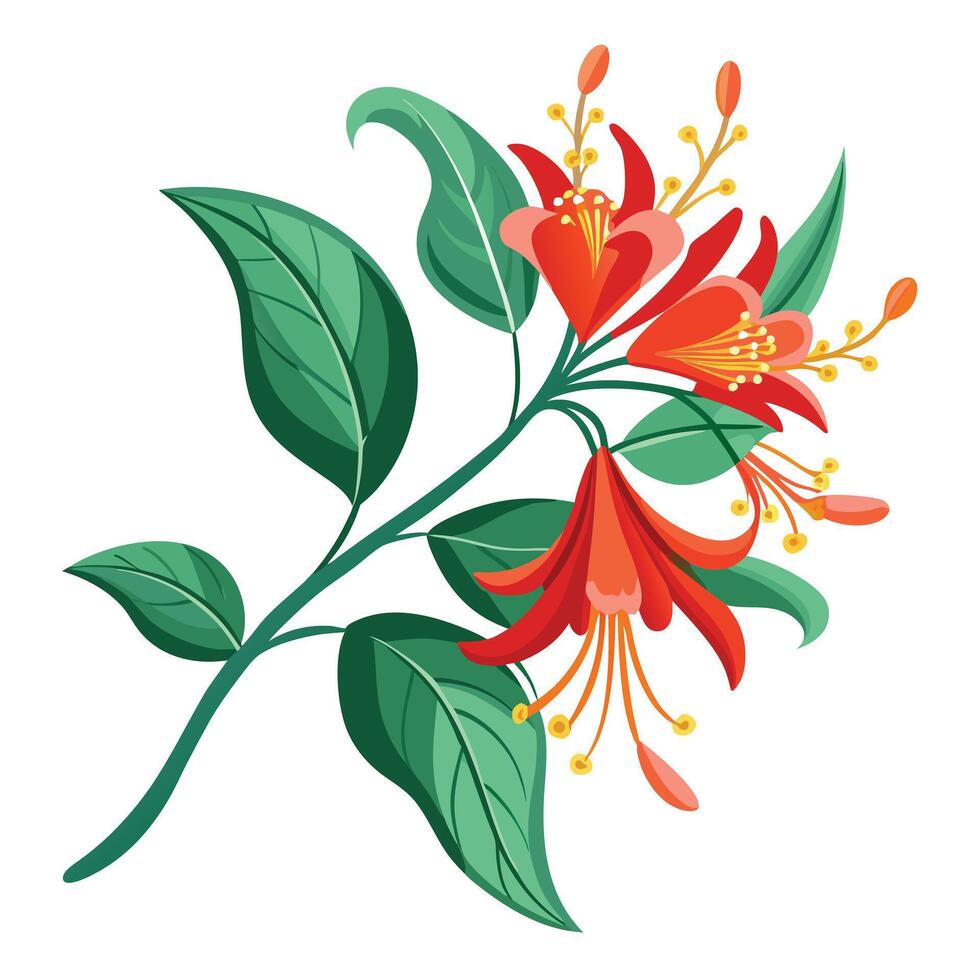 Vibrant Coral Honeysuckle Flower with Brightly Colored Petals and Leaves in a Natural Setting vector