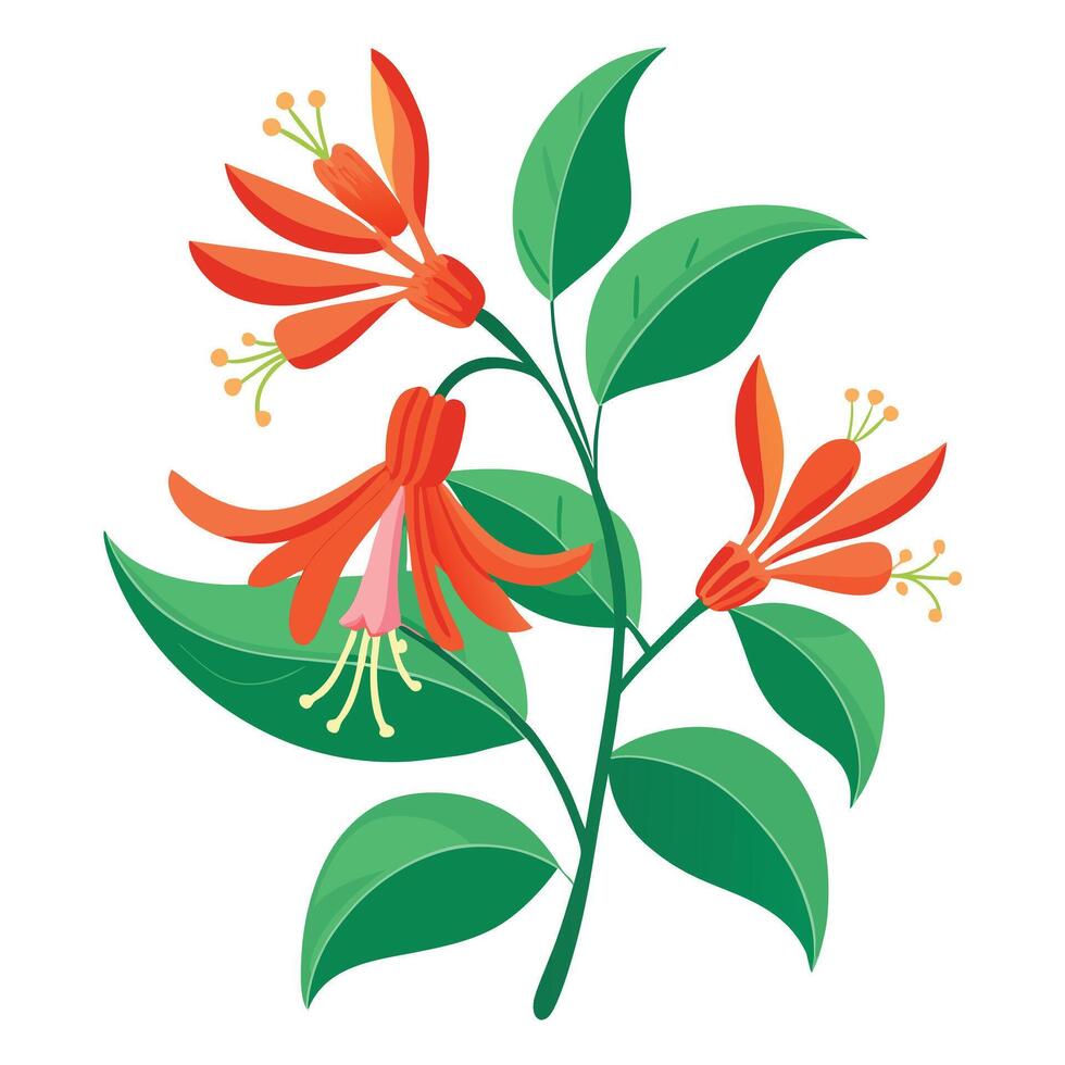 Beautiful Coral Honeysuckle Flower with Delicate Petals and Leaves vector